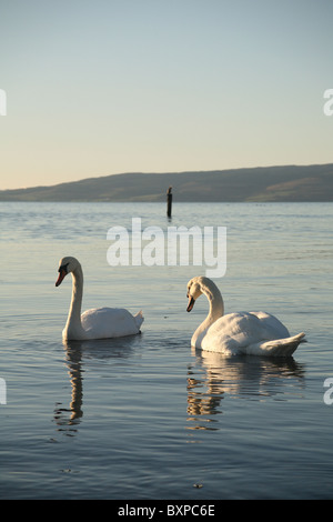 Due cigni nuotare in mare al largo dell'isola di Arran Foto Stock