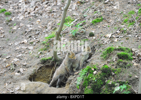 Rosso comune volpe (Vulpes vulpes) di due mese-vecchio cubs permanente al den entrata a molla - Belgio Foto Stock