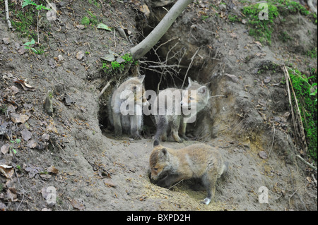 Rosso comune volpe (Vulpes vulpes) tre due-mese-vecchio cubs a den entrata a molla - Belgio Foto Stock