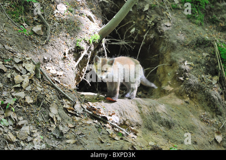 Rosso comune volpe (Vulpes vulpes) due-mese-vecchio cub permanente al den entrata a molla - Belgio Foto Stock