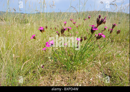 Clusterhead Rosa - Rosa certosini (Dianthus carthusianorum) Fioritura in estate sul Causse Méjean - Cevennes - Francia Foto Stock