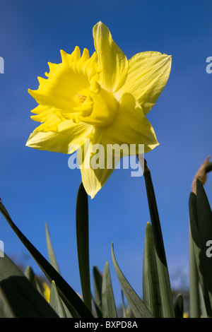 Fioritura daffodil (Narcissus pseudonarcissus) in Hyde park Foto Stock
