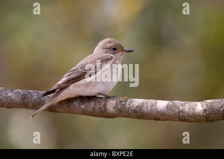 Un Spotted Flycatcher (Muscicapa striata) seduto su un ramo di un albero Foto Stock
