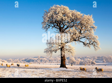 Pecore ed un brina coperto di albero in una coperta di neve campo, inverno, Scozia. Foto Stock