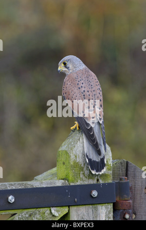 Il gheppio (Falco tinnunculus) maschio adulto, appollaiato sulla fattoria, North Yorkshire, autunno Foto Stock