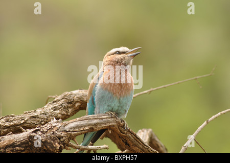 Un colorato uccello: il rullo europea su un ramo in Pilanesberg Game Reserve, Sud Africa Foto Stock