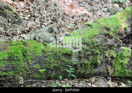 Rosso comune volpe (Vulpes vulpes) due-mese-vecchio cub poggiante su un caduto mossy morti tronco di albero a primavera - Belgio Foto Stock