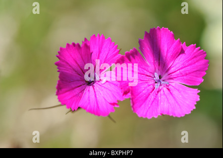 Clusterhead Rosa - Rosa certosini (Dianthus carthusianorum) Fioritura in estate sul Causse Méjean - Cevennes - Francia Foto Stock