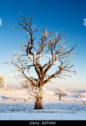 Un vecchio morto albero smerigliato in una coperta di neve del campo , Inverno, Scozia. Foto Stock