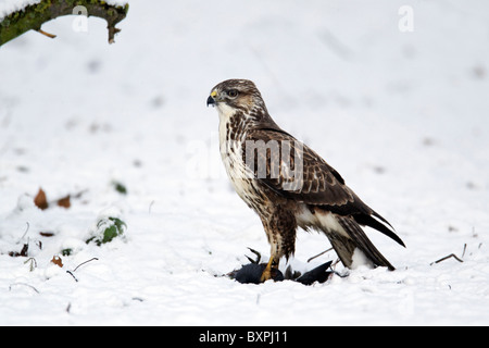 Comune poiana, Buteo buteo, singolo uccello sul moorhen morto nella neve, West Midlands, Dicembre 2010 Foto Stock