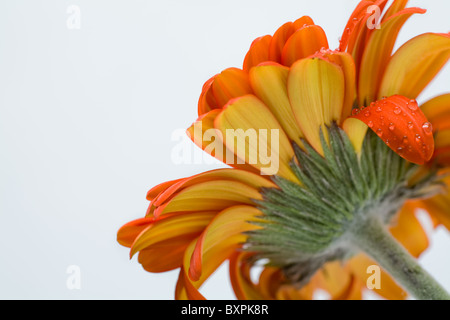 Vista della campana aperta di daisy orange da sotto isolato su sfondo bianco Foto Stock