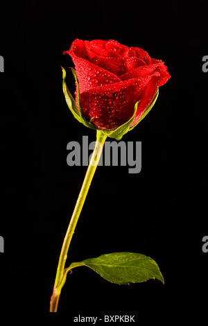Immagine del singolo red rose isolata su uno sfondo nero Foto Stock