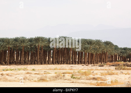 Palm Tree Plantation, Israele, Aravah deserto Foto Stock