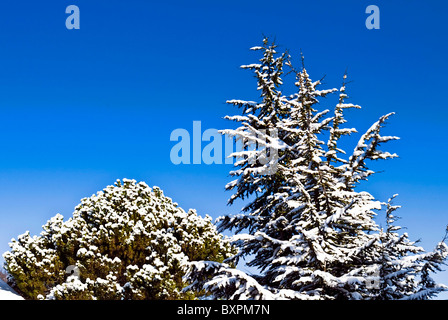 Inverno alberi coperti di neve su un profondo cielo blu nella stagione invernale Foto Stock