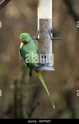 Roseringed parrocchetto (Psittacula krameri) - su Bird Feeder Foto Stock