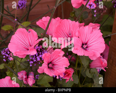 Lavatera fiore rosa in fiore Foto Stock