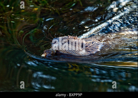 Una chiusura di un selvaggio beaver nuoto e tirando lungo un albero Foto Stock