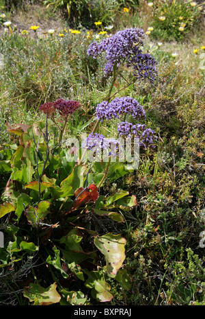 Mare Lavanda, statice, o Marsh-rosmarino, Limonium sp., Plumbaginaceae. Crescita selvaggia, Hermanus, Western Cape, Sud Africa. Foto Stock