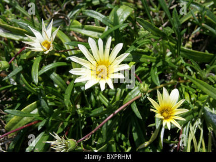 White Gazania Flowers on the Coastal Footpath, Hermanus, Western Cape, Sud Africa. Gazania linearis, Asteraceae Foto Stock