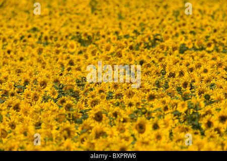 Un campo di semi di girasole in Lincolnshire, Inghilterra, Regno Unito. Foto Stock