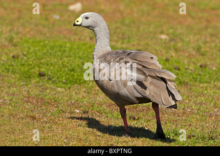 CAPE STERILE GOOSE camminare sull'erba Foto Stock