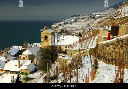 Saint-Saphorin wintery tra vigneti e del Lago di Ginevra, Lac Leman, nel Patrimonio mondiale dell UNESCO Lavaux, Svizzera Foto Stock