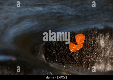 Caduto Foglie di autunno su una roccia in un flusso. Foto Stock