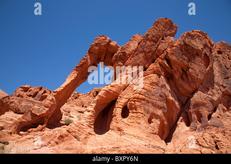 Elephant Rock in il Parco della Valle di Fire State vicino a Las Vegas in Nevada USA Foto Stock