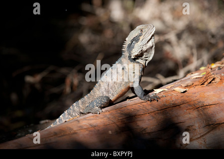 Acqua orientale Dragon, Physignathus lesueurii lesueurii, crogiolarsi sul soleggiato log. Wollongong, Nuovo Galles del Sud, Australia. Foto Stock