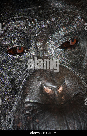 Un vicino la foto di un gorilla faccia mentre allo zoo in Inghilterra, Regno Unito. Foto Stock