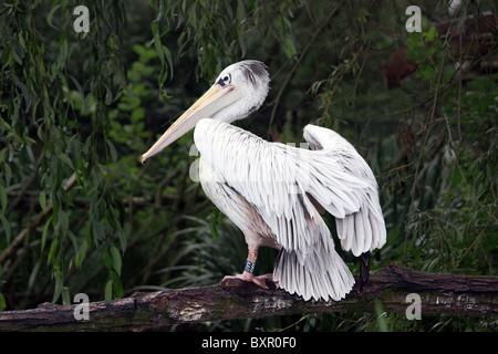 Un pellicano seduta appollaiato su un ramo di albero in un ambiente di giardino zoologico Foto Stock