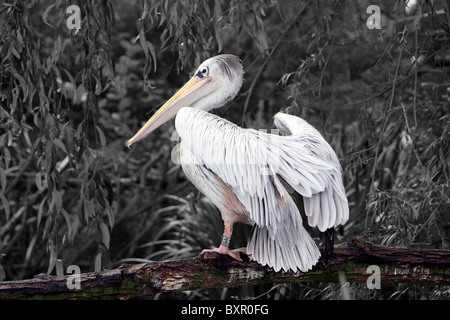 Un pellicano seduta appollaiato su un ramo di albero in un ambiente di giardino zoologico Foto Stock