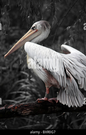 Un pellicano seduta appollaiato su un ramo di albero in un ambiente di giardino zoologico Foto Stock