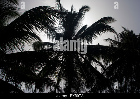 Palme di cocco retroilluminato Foto Stock