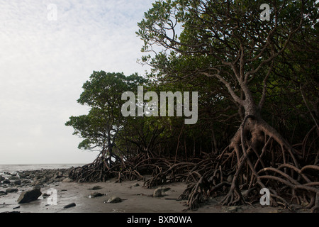 Bordo della foresta di mangrovie con la bassa marea che mostra antenna esposta la struttura di radice e la pianura di marea. Foto Stock