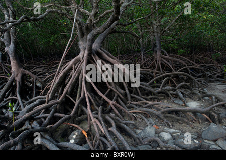 La foresta di mangrovie con la bassa marea che mostra antenna esposta la struttura di radice. Foto Stock