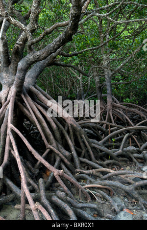 La foresta di mangrovie con la bassa marea che mostra antenna esposta la struttura di radice. Foto Stock