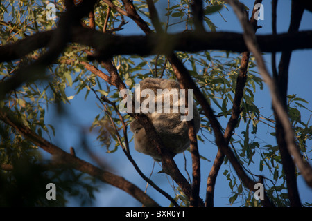 Wild Koala dormire in gomma di eucalipto albero. Magnetic Island, Townsville, Queensland, Australia. Foto Stock