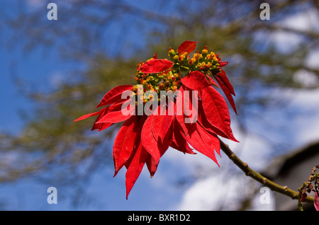 Poinsettia fiore in Kenya, Africa Foto Stock