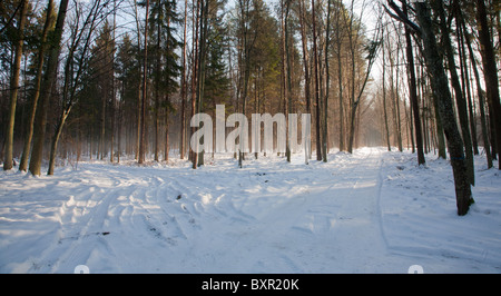 Separazione delle vie all'interno del Bosco nebbioso nella soleggiata giornata invernale Foto Stock