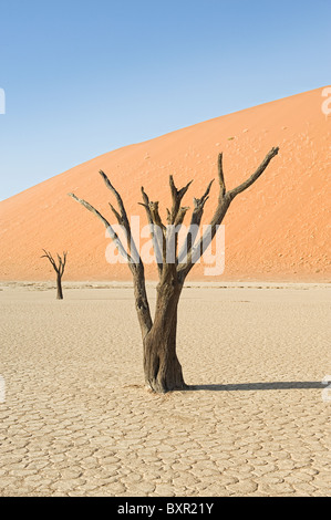 Morto alberi camelthorn (Acacia erioloba) a Dead Vlei, Namib Desert, Namibia Foto Stock