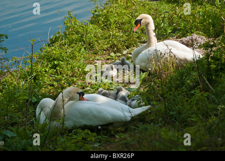 Una coppia di cigni su il loro nido circondato con giovani goslings Foto Stock