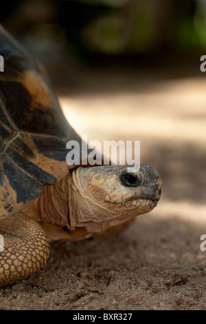 Irradiata Astrochelys tartaruga (Geochelone) radiata. Ritratto. Foto Stock