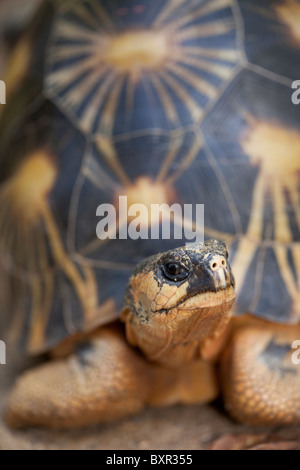 Irradiata Astrolelys tartaruga (Geochelone) radiata. Ritratto. Foto Stock