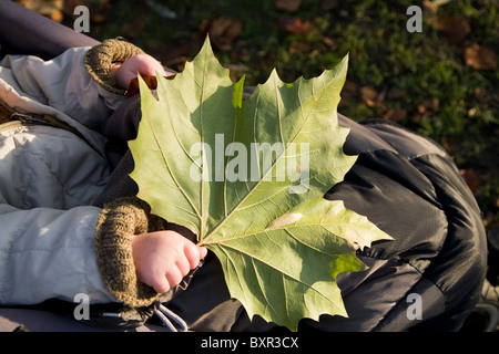 Close up di un autunno (caduta) foglie da un piano Londra albero nella mano di un bambino. Foto Stock