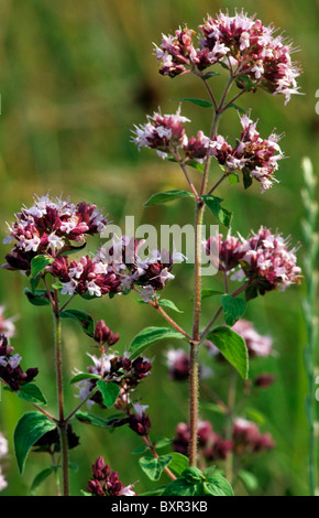 Maggiorana / origano (Origanum vulgare / Origanum vulgaris), Europa Foto Stock