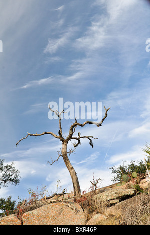 Twisted, albero morto sul granito batholith, incantata Rock Area Naturale, Fredricksburg, Texas Foto Stock