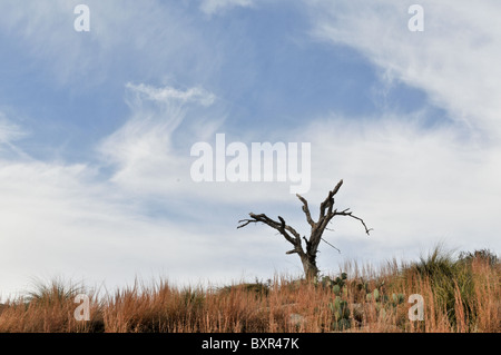 Twisted, albero morto sul granito batholith, incantata Rock Area Naturale, Fredricksburg, Texas Foto Stock