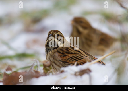 Inverno comune maschio Reed Bunting (Emberiza schoeniclus) sul terreno nella neve con la femmina in background Foto Stock