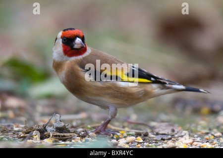 Cardellino europeo (Carduelis carduelis) in piedi sul suolo Foto Stock